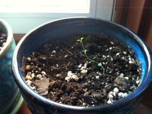 Our little green friend!