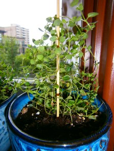 Our little green friend! September 2013.